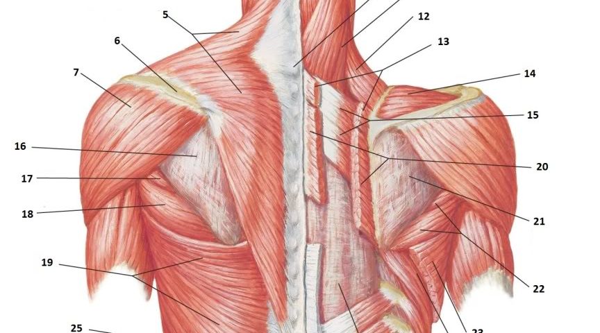 SuperficialBackMuscles e1473417550866